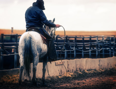Feedlot Cowboy on Horse with Rope