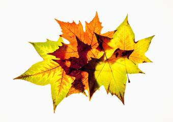 Closeup of Autumn Leaf - Isolated on White