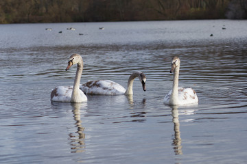 Drei Schwäne (Cygnus olor) auf einem See