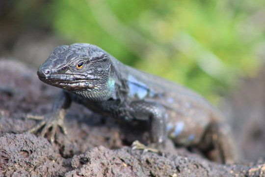 Lagarto, Gallotia galloti eisentrauti, Teide, Islas Canarias