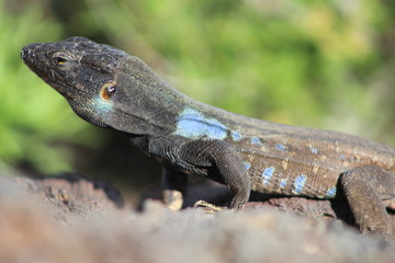 Lagarto, Gallotia galloti eisentrauti, Teide, Islas Canarias 