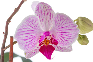 Orchid flowers on white closeup