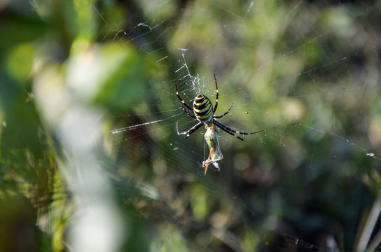 Большой паук и его добыча