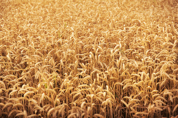 field of ripening wheat ears or rye spikes