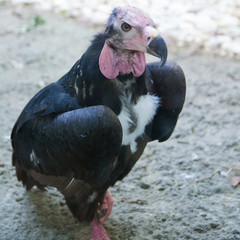 The Red-headed Vulture (Sarcogyps calvus).