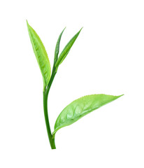 Fresh green tea leaf isolated on white background