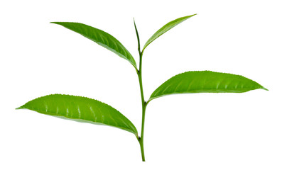  green tea leaf isolated on white background