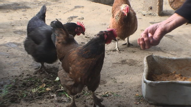 chicken pecks a forage from a hand