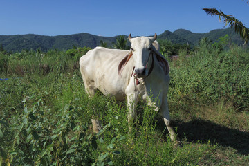 white beef cattle in field