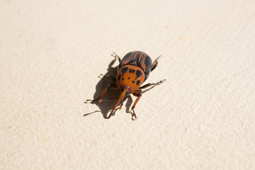 Punteruolo rosso della palma, Rhynchophorus ferrugineus.