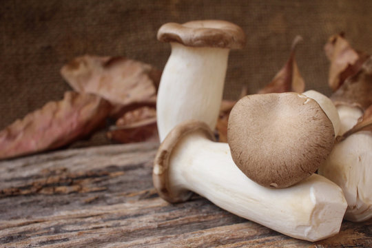 King oyster mushroom - Eryngii mushroom