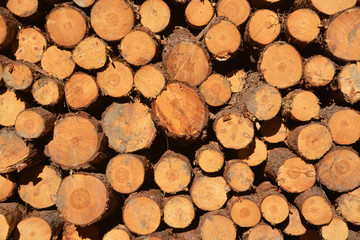 troncos de madera cortada