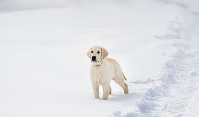 Labrador retriever puppy dog in the winter