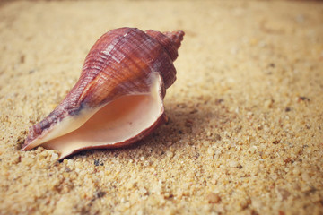 Shells on the beach