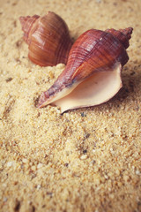 Shells on the beach