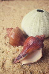 Shells on the beach
