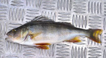 Perch.