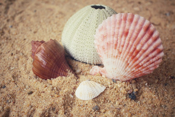 Shells on the beach
