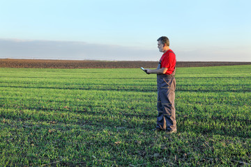 Naklejka na ściany i meble Agriculture, farmer examine wheat field using tablet
