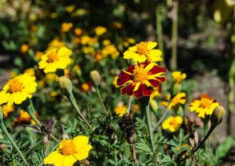 Fototapeta premium Yellow and purple flowers tagetes