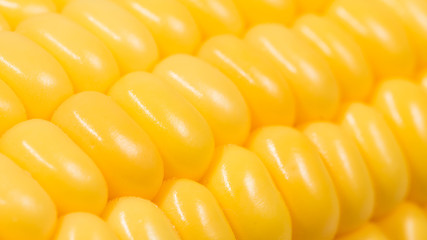  beautiful  fresh raw corn