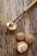 Shiitake mushroom