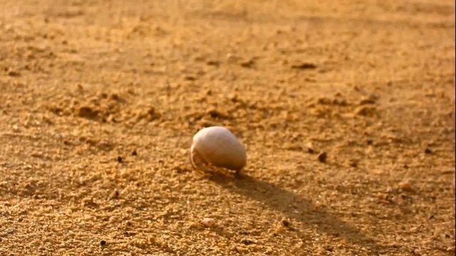einsiedlerkrebs laeuft am sandstrand in aegypten
