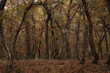 Autumn in the oak grove