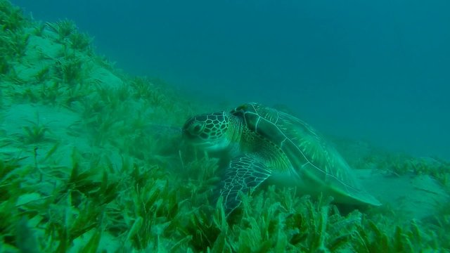 karettschildkroete beim luftholen an der oberflaeche in zeitlupe
