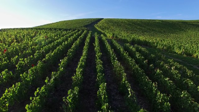 Champagne vineyards in the Cote des Bar area of the Aube department, Champagne-Ardennes, France, Europe, HD Movie (1920X1080, 29,7 fps)