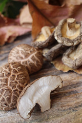 Shiitake mushroom