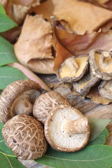 Shiitake mushroom