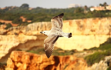 algarve moewe I