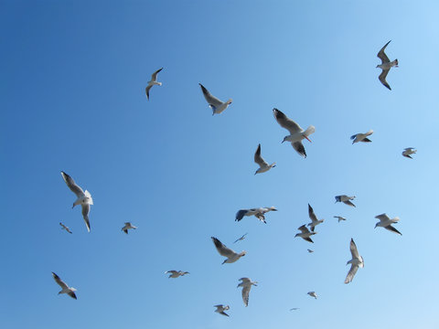 flock of flying seagulls in blue sky