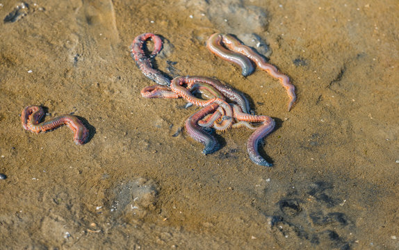 King ragworms from close