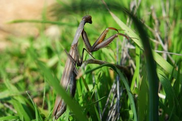 algarve gottesanbeterin II