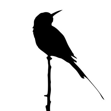 recommend clip art: Green bee-eater on tree top