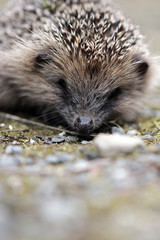 Petit hérisson