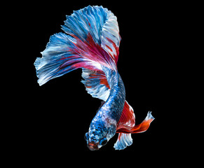 macro colorful siam fighting fish are swimming