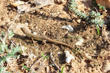 algarve eidechse I