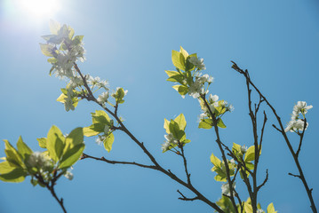 A branch of plum tree with blooming flowers