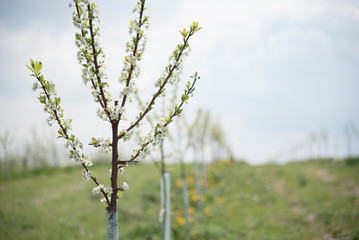 Line of young plum trees