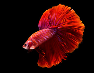 Fototapeta premium macro red siam Fish