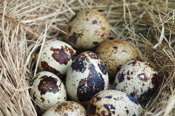 Naklejka na ściany i meble close up Quail eggs in a straw nest