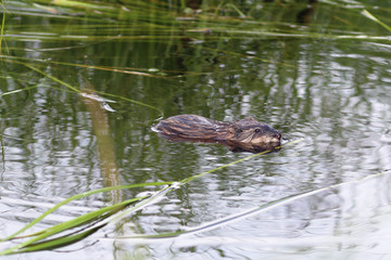 Muskrat in water among a grass