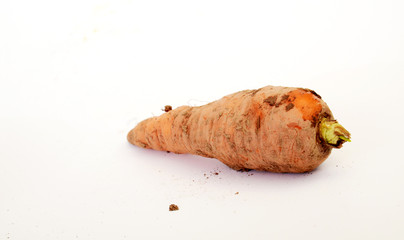 Just harvested  raw  organic carrot