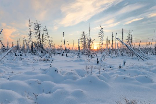 Winter landscape of the taiga, the Yamal Peninsula