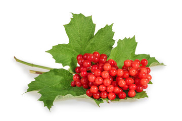 Viburnum (viburnum opulus) berries with its leaves isolated on w