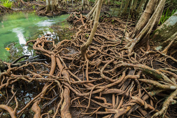 Obraz premium Mangrove Forest at Tha Pom ,Krabi Thailand