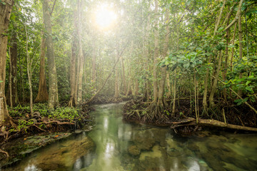 Fototapeta na wymiar Sunshine flare in Mangrove Forest at Tha Pom ,Krabi Thailand